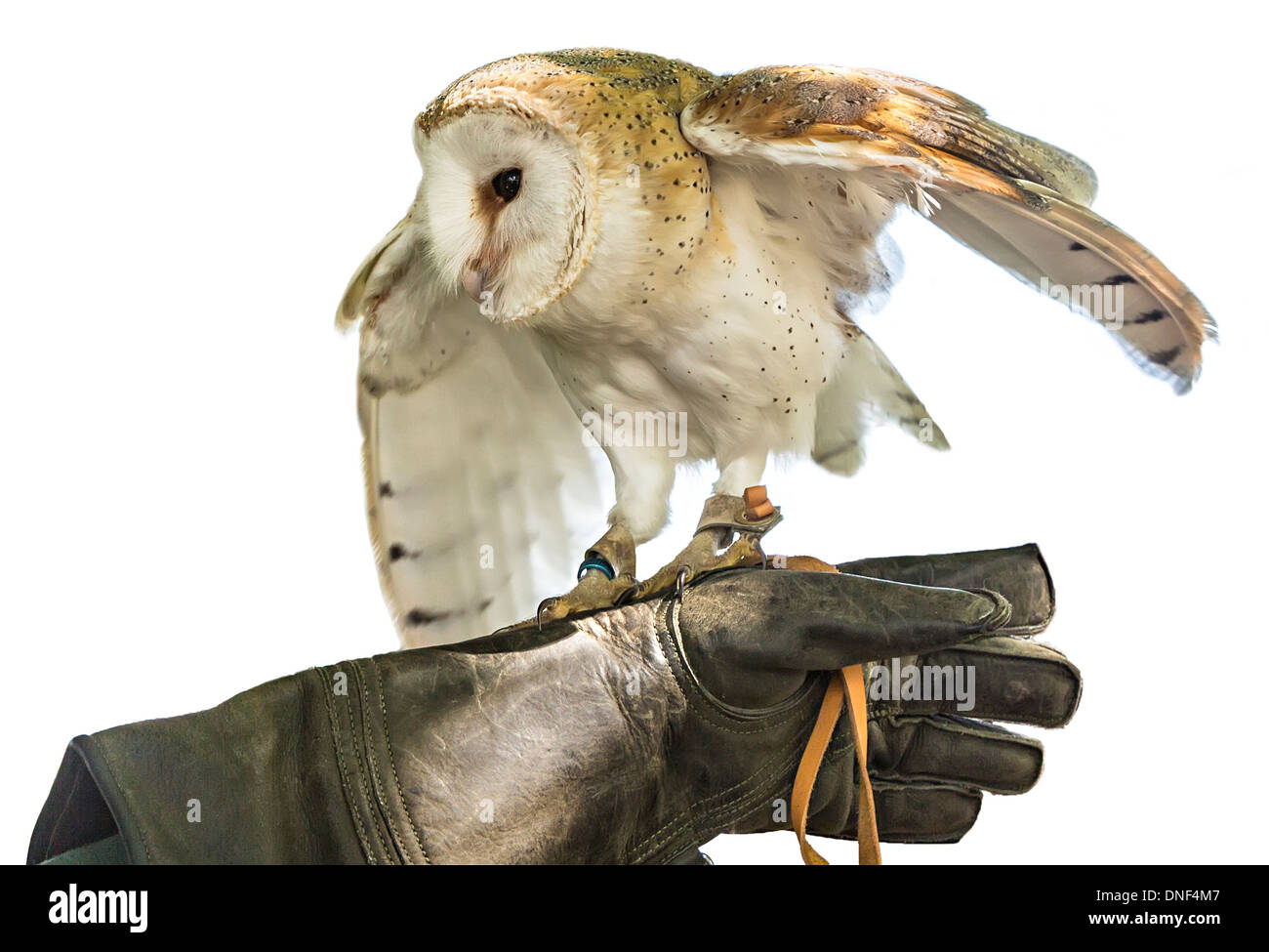 Effraie des clochers, Tyto alba, au falconer's glove, Pays de Galles, Royaume-Uni Banque D'Images