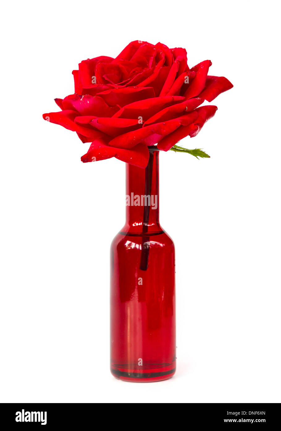 Saint Valentin fleurs rose parfait Banque D'Images