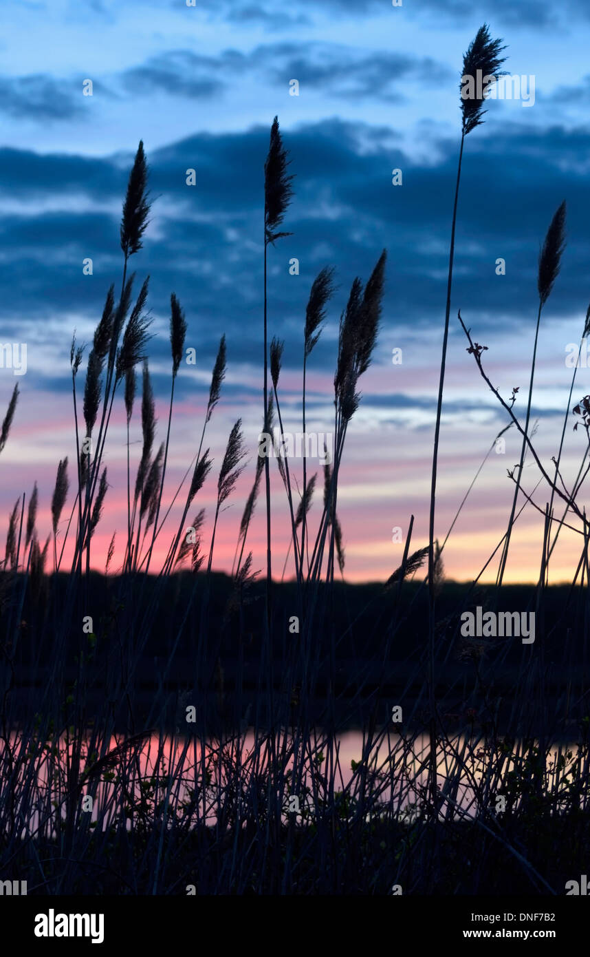 Roseaux communs (Phragmites australis) marais d'eau salée Niantic Connecticut silhouetté contre soleil rose réflexions dans l'eau Banque D'Images