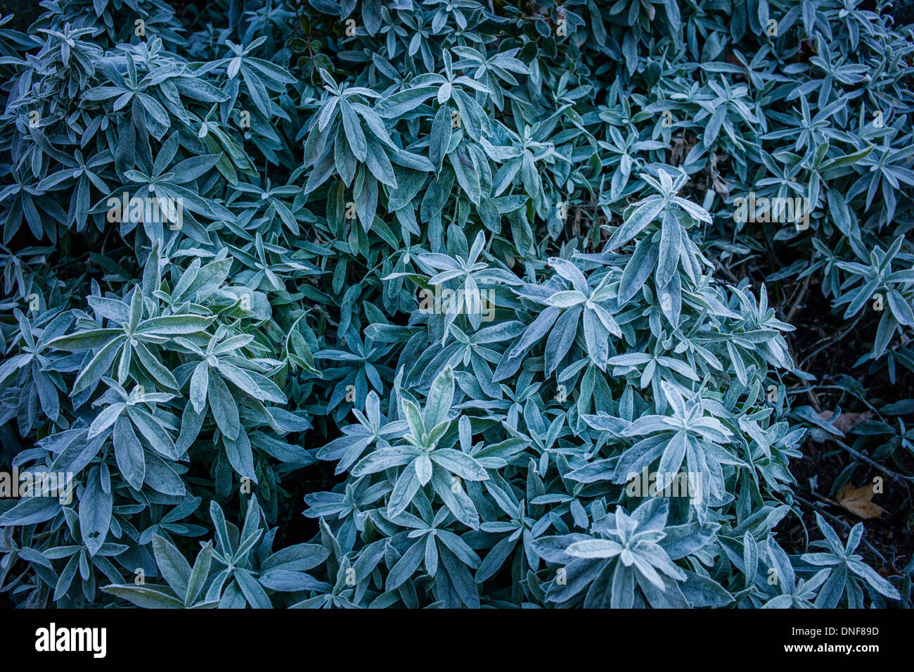 In SANFORDTOWN ROAD REDDING California 06896 Banque D'Images