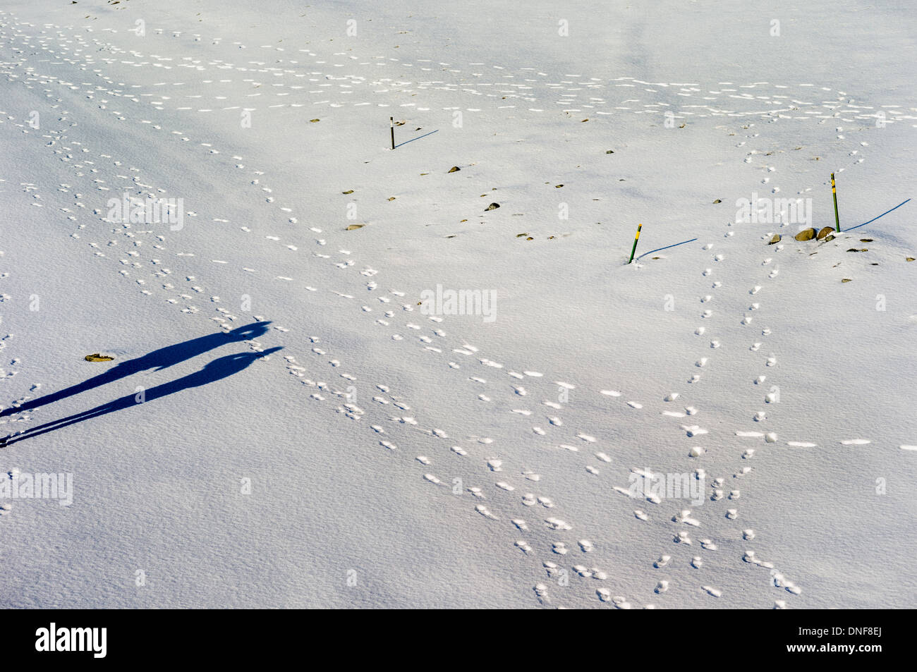 L'EUROPE L'ISLANDE LAGON JOKULSARLON GLACIER de VATNAJOKULL VOYAGE Banque D'Images