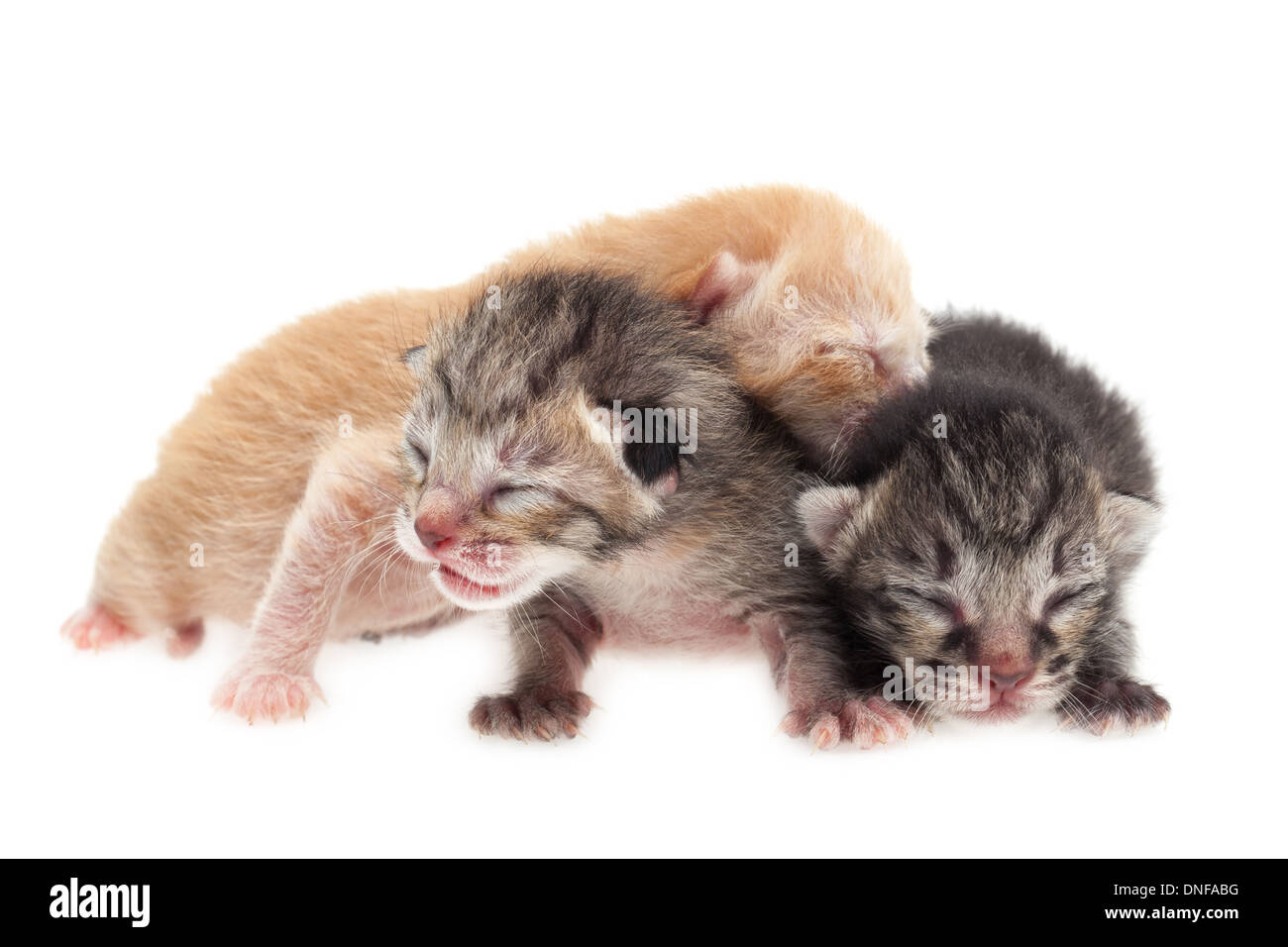 Groupe de chats de bébé sur fond blanc Banque D'Images