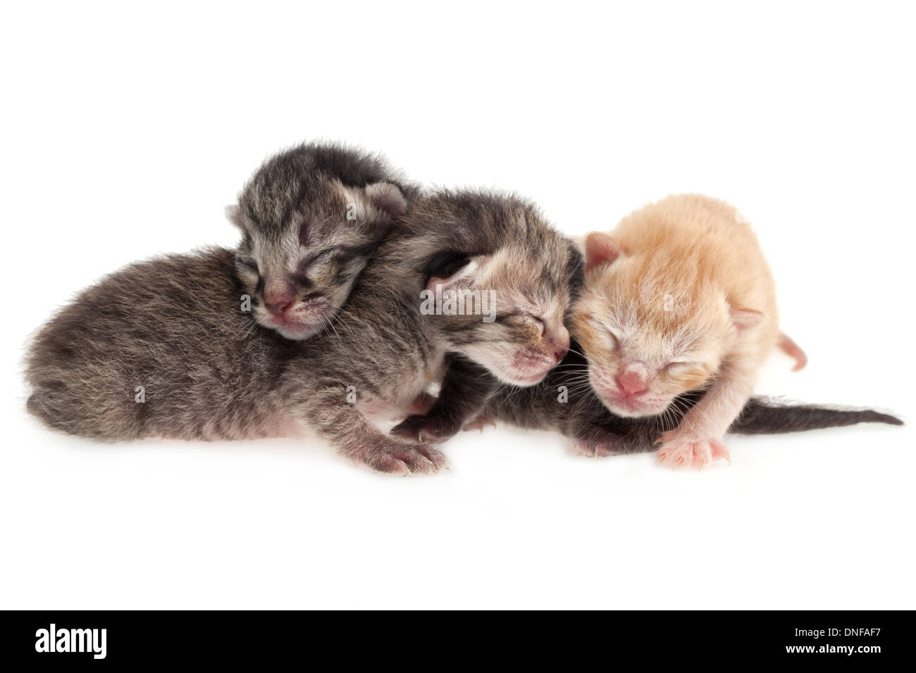Les chats de bébé sur fond blanc Banque D'Images