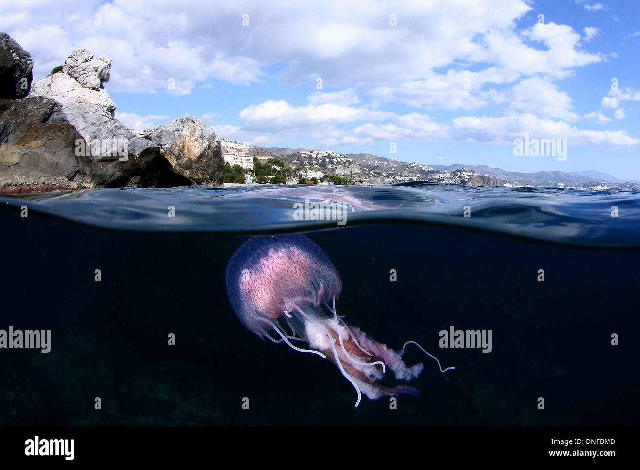 Entre deux mondes, split ou overunder d'une méduse Banque D'Images