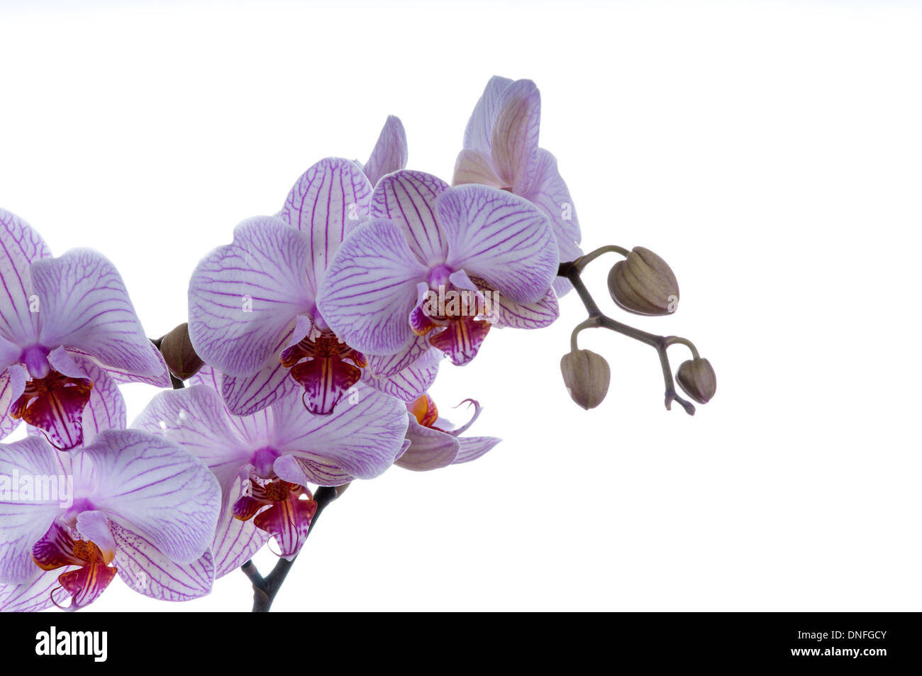 Belles orchidées. coup horizontal sur un fond blanc. studio shot Banque D'Images