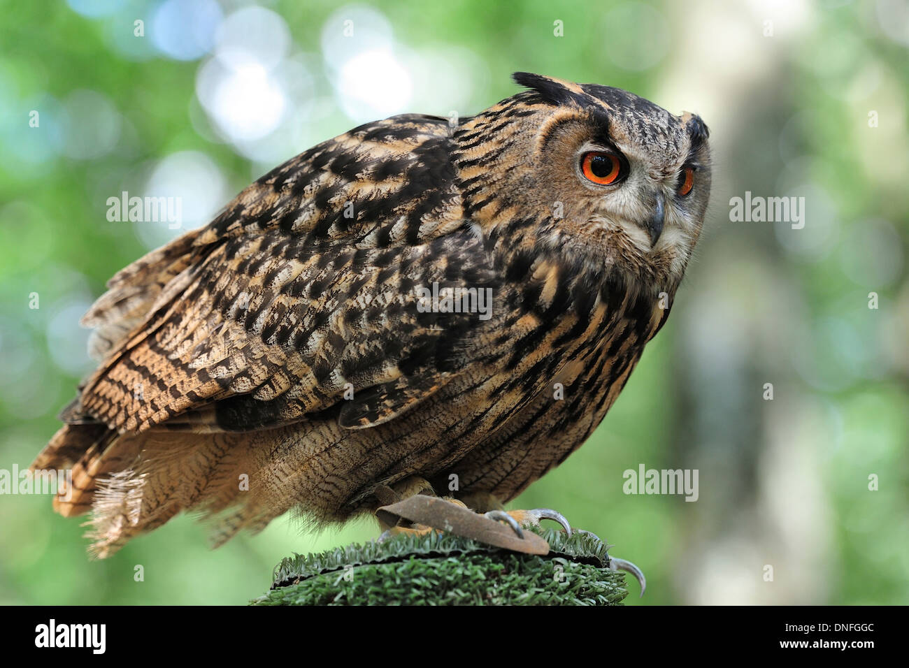 Grand d'Amérique, Bubo bubo, Strigidae, lazio, Italie Banque D'Images
