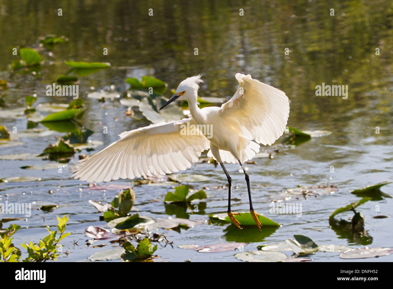 Aigrette neigeuse l'atterrissage dans l'eau avec des ailes déployées Banque D'Images