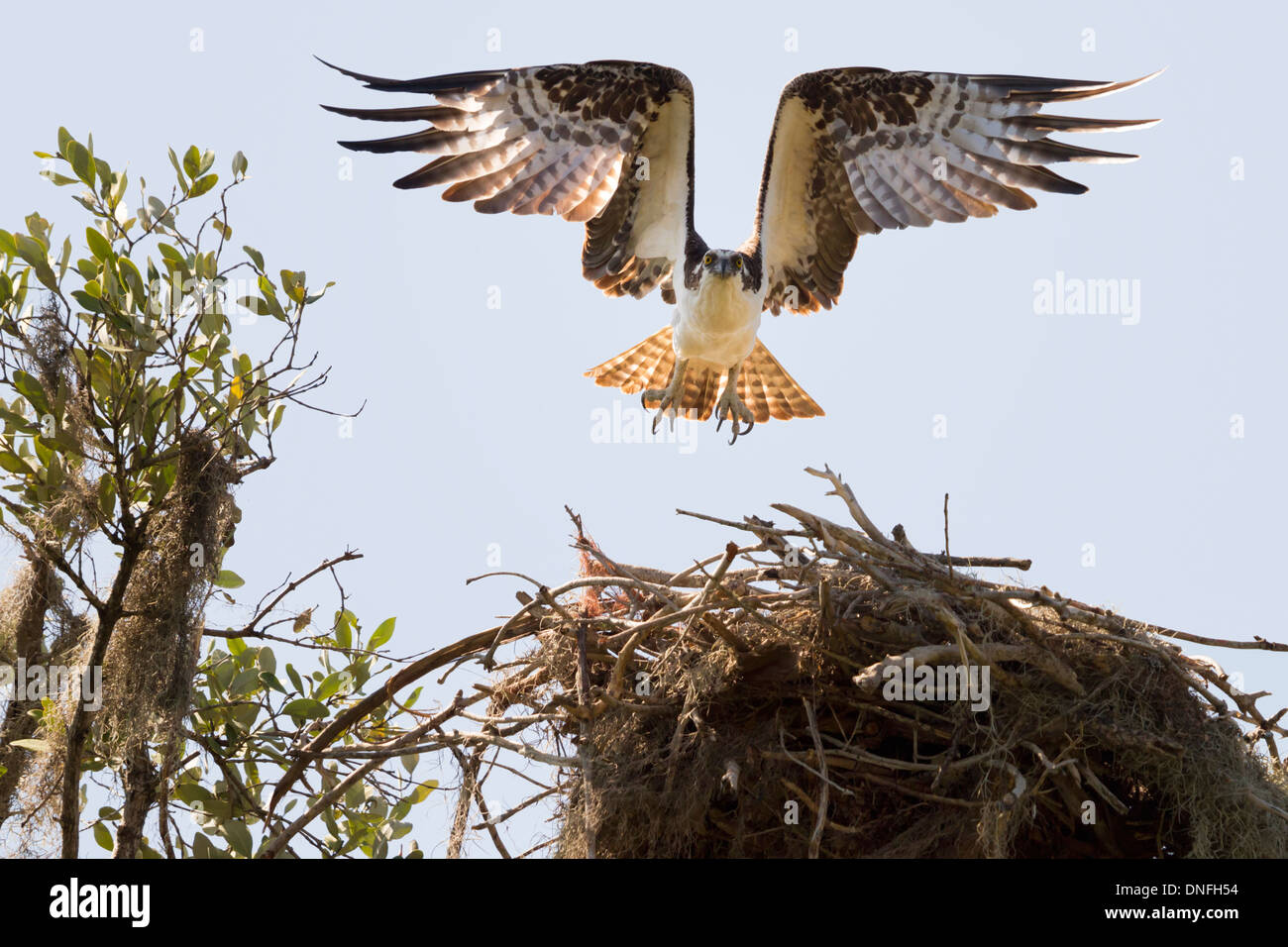 Osprey raptor landing au nid avec des ailes jusqu'au motif unique fixant avec les griffes et la queue se propager. Banque D'Images