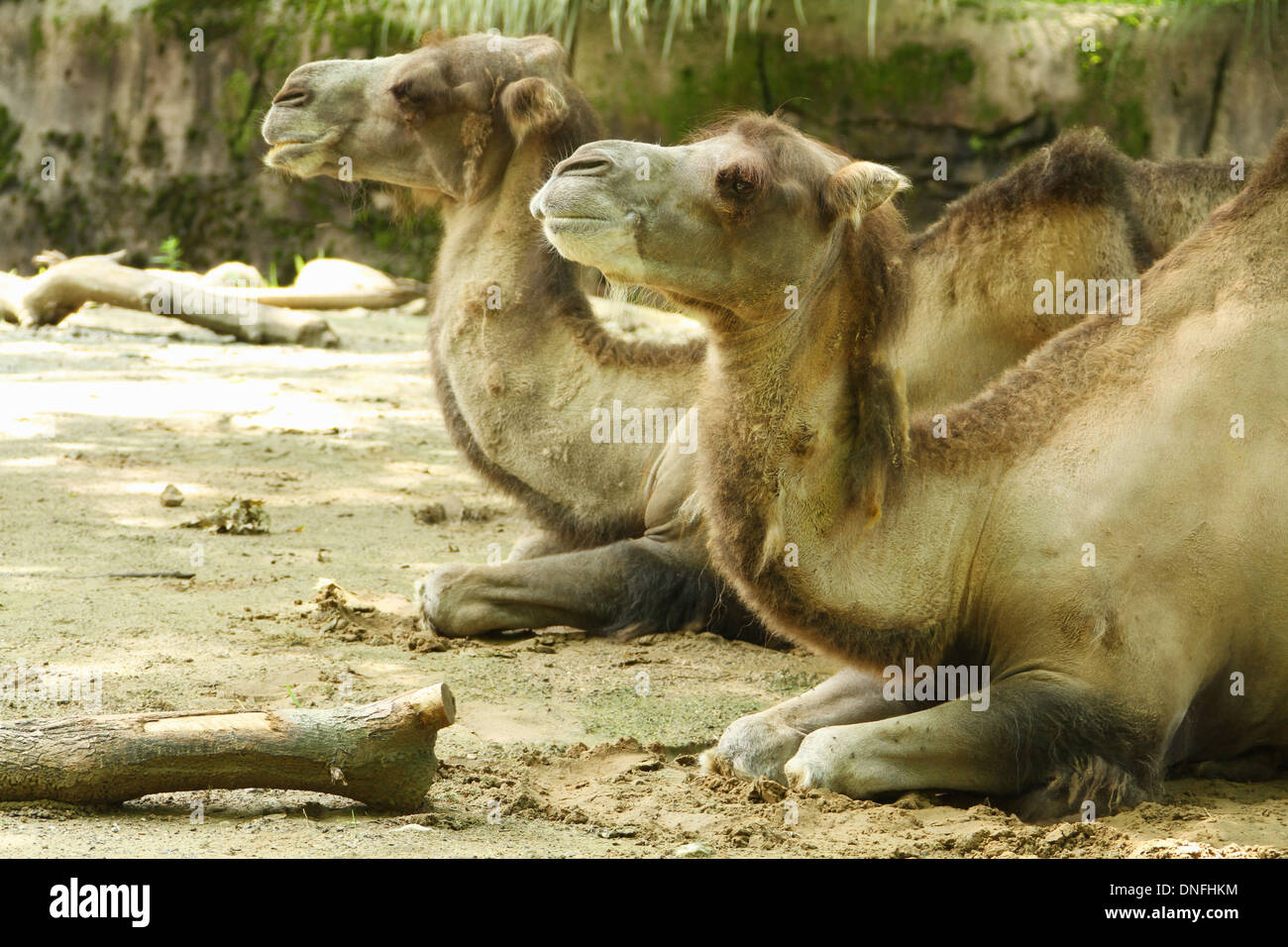 Chameau de Bactriane. Camelus backtrianus. Zoo de Cleveland. Bestiaux, Cleveland, Ohio, United States. Près de camel est mis au point. Banque D'Images