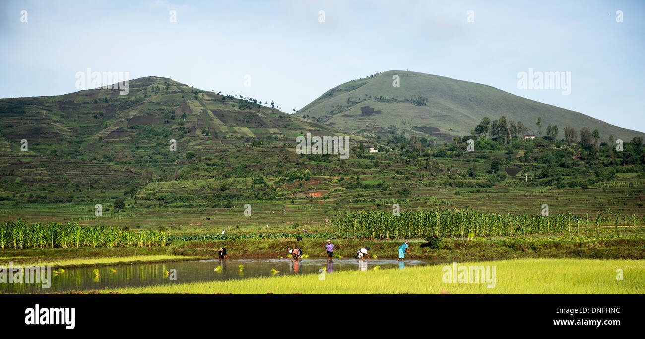 Les agriculteurs travaillant dans les champs de riz dans l'ouest de Madagascar. Banque D'Images