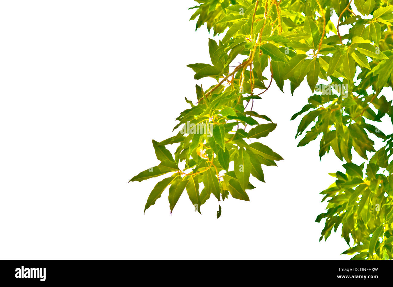 Laisser vert sur fond blanc Banque D'Images