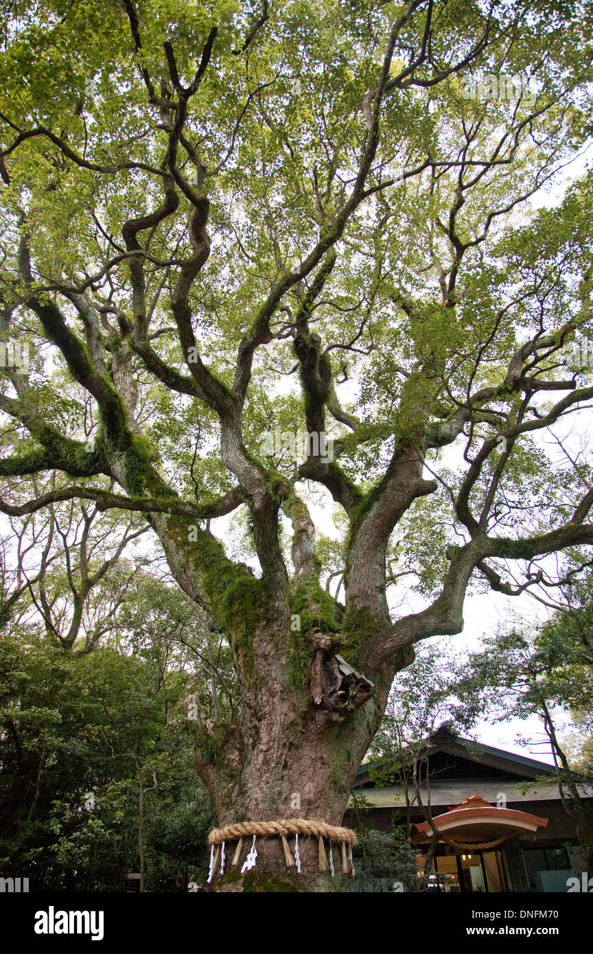 Arbre, la Préfecture d'Aichi, Japon, Asie Banque D'Images
