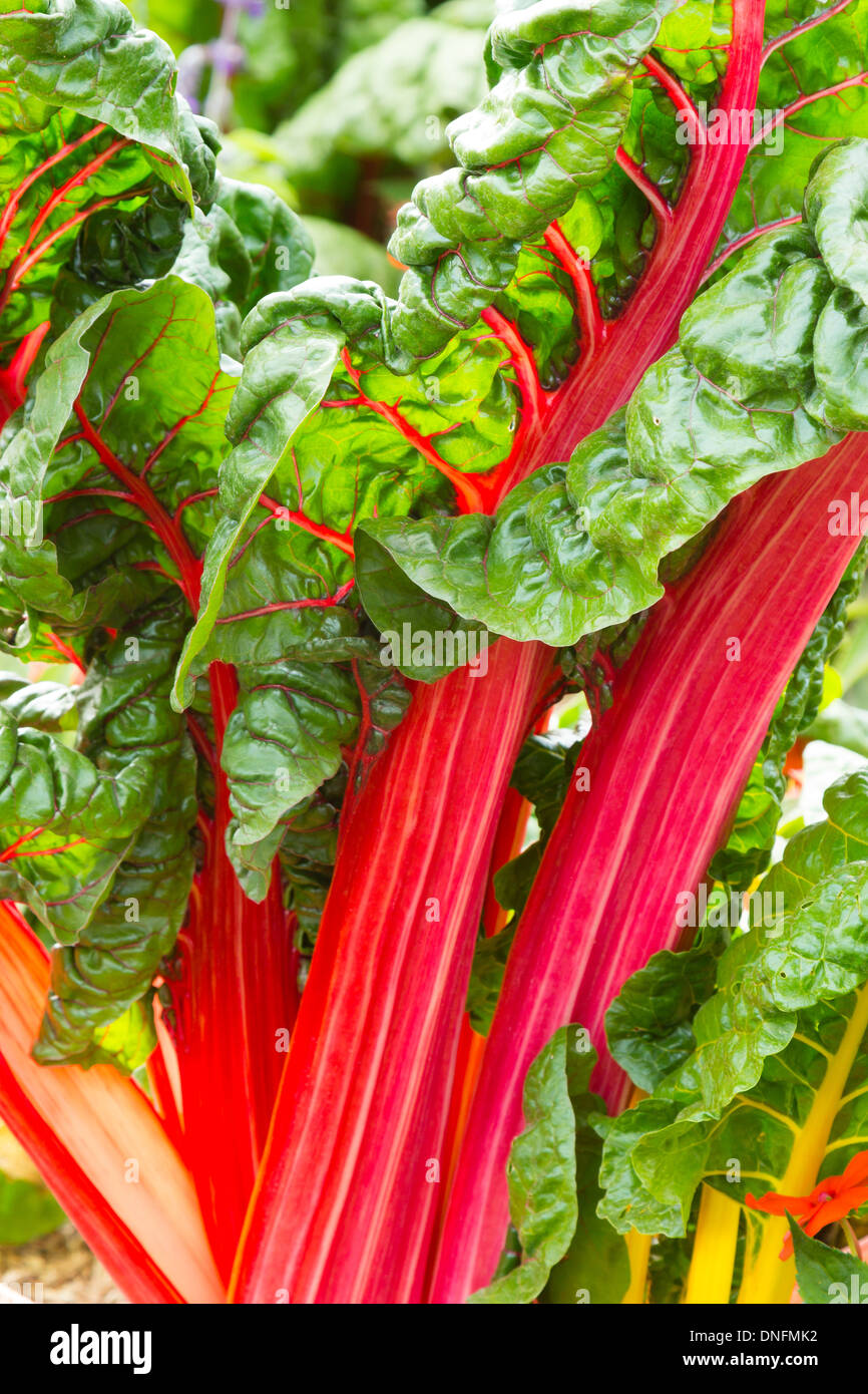 Bette À Carde Banque d'image et photos - Alamy