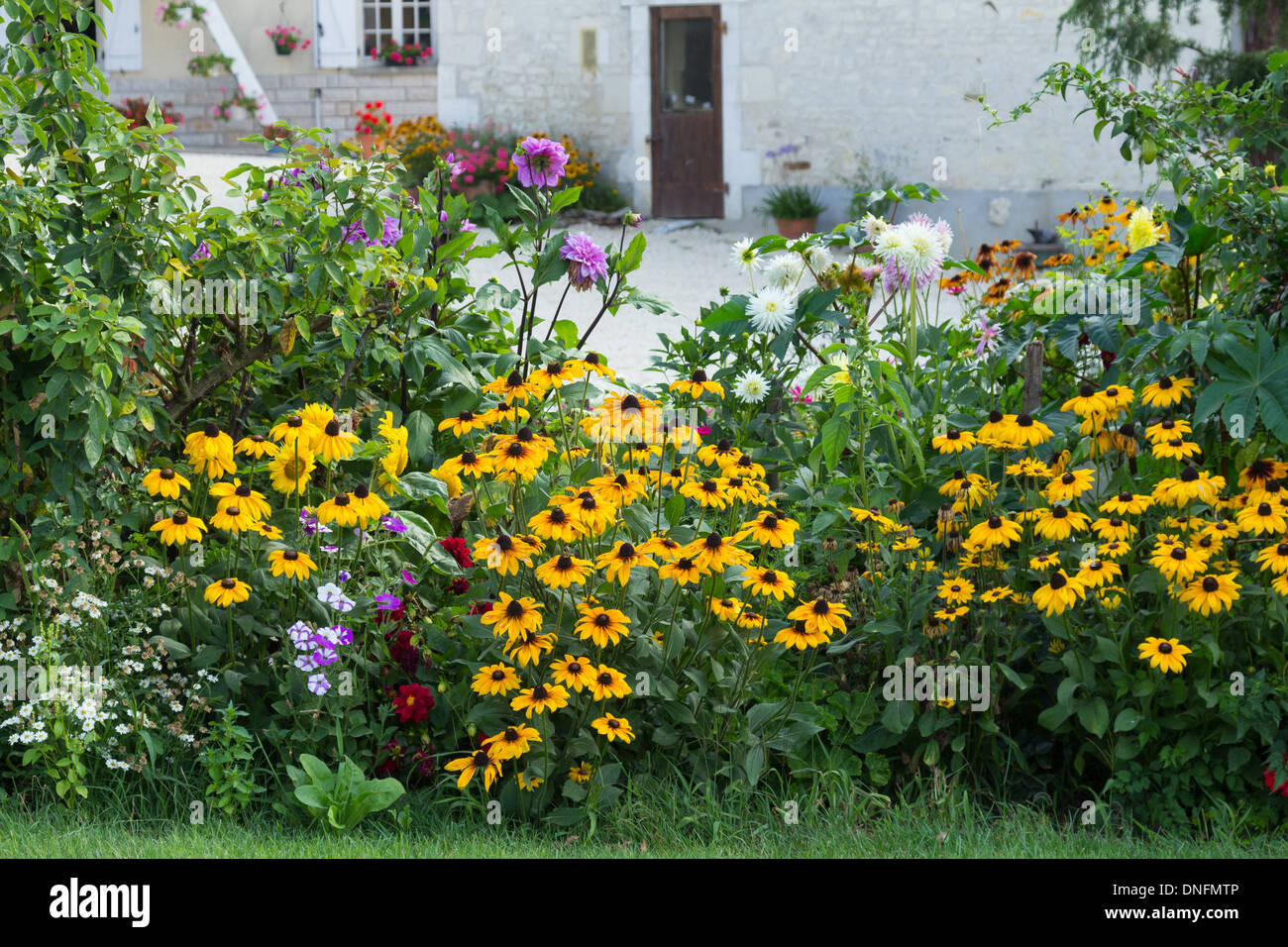 Rudbeckia, Dahlia, Petunia Banque D'Images