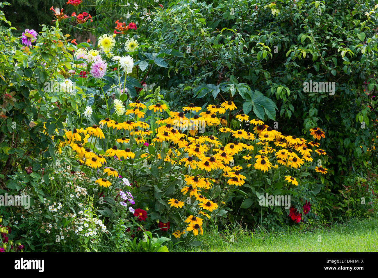 Rudbeckia, Dahlia, Petunia Banque D'Images