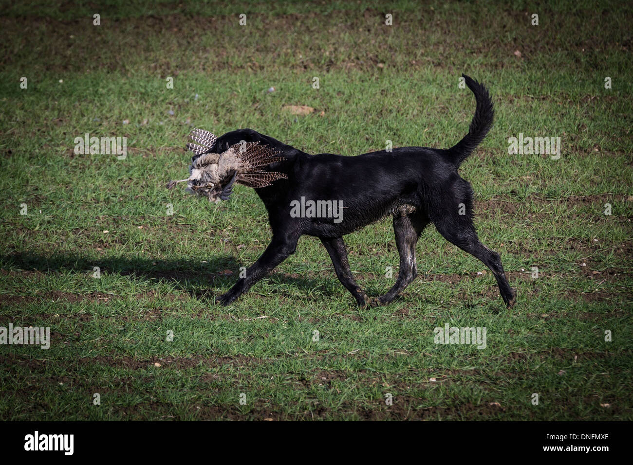 Field Sports Deene Park Estate Northamptonshire Banque D'Images Field Sports Deene Park Estate Northamptonshire Banque D'Images