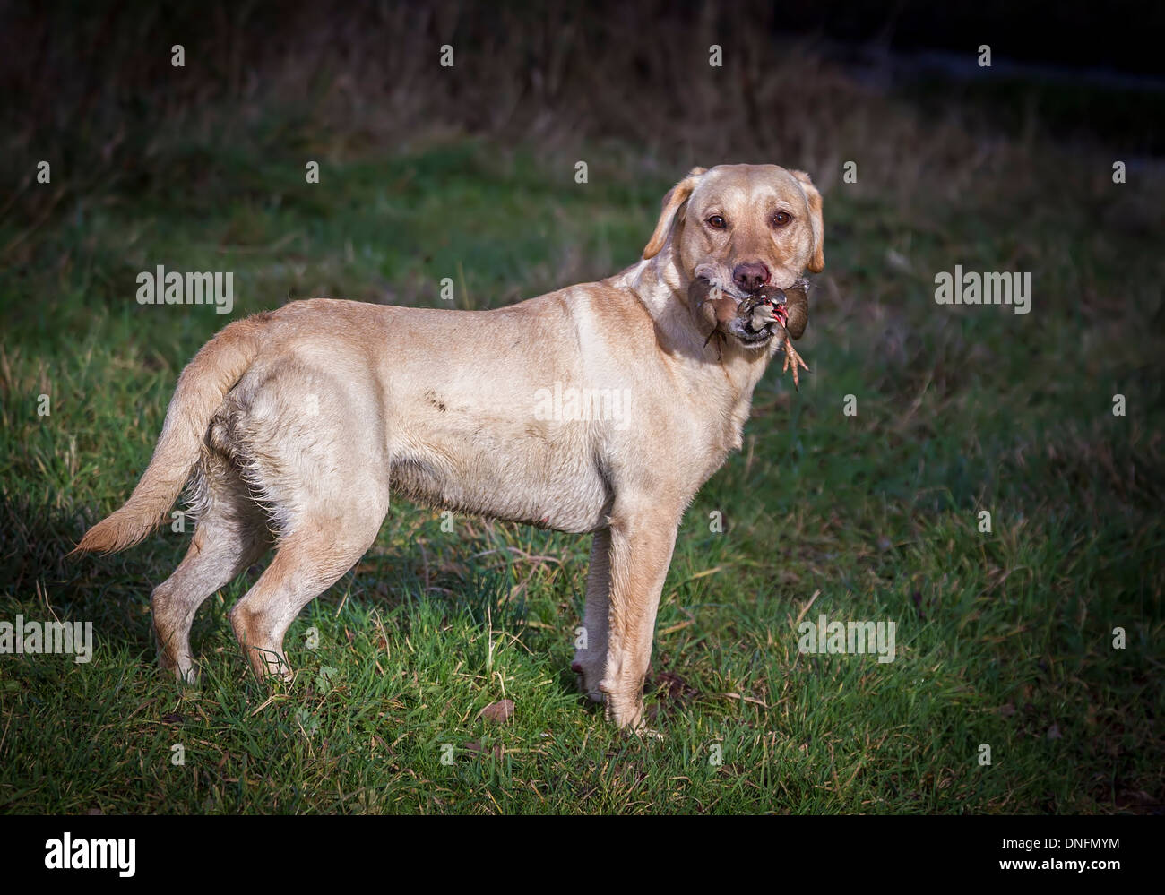 Field Sports Deene Park Estate Northamptonshire Banque D'Images