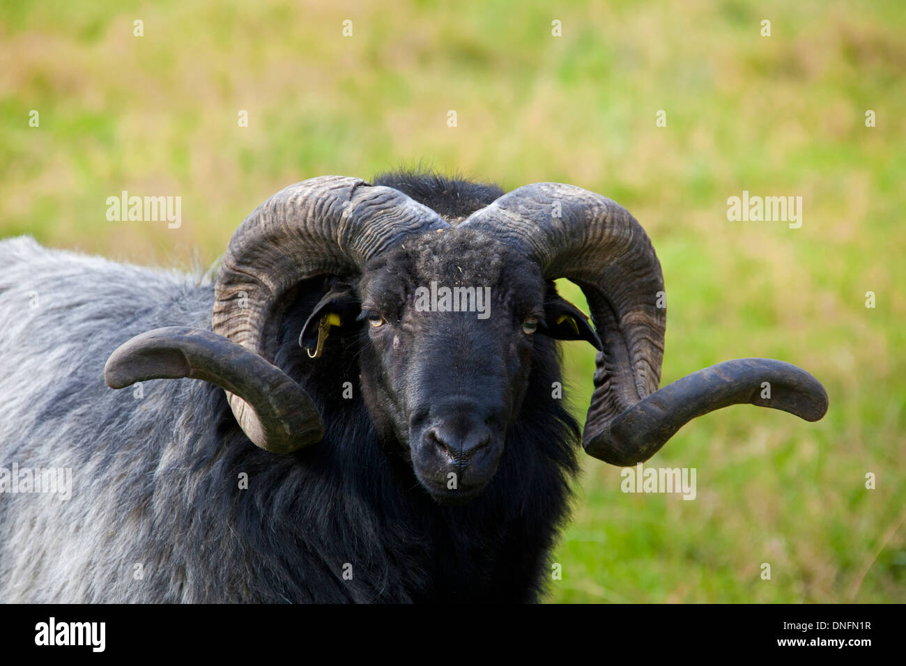 Heidschnucke ram, race de moutons à la lande de Lunebourg / Lunenburg Landes, Basse-Saxe, Allemagne Banque D'Images Heidschnucke ram, race de moutons à la lande de Lunebourg / Lunenburg Landes, Basse-Saxe, Allemagne Banque D'Images