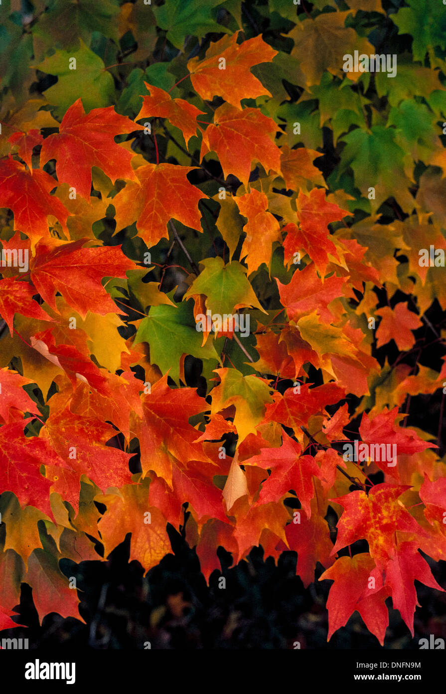 Feuilles vert brillant changeant en rouge, orange et jaune marque l'automne et l'automne saison des couleurs aux Etats-Unis. Banque D'Images