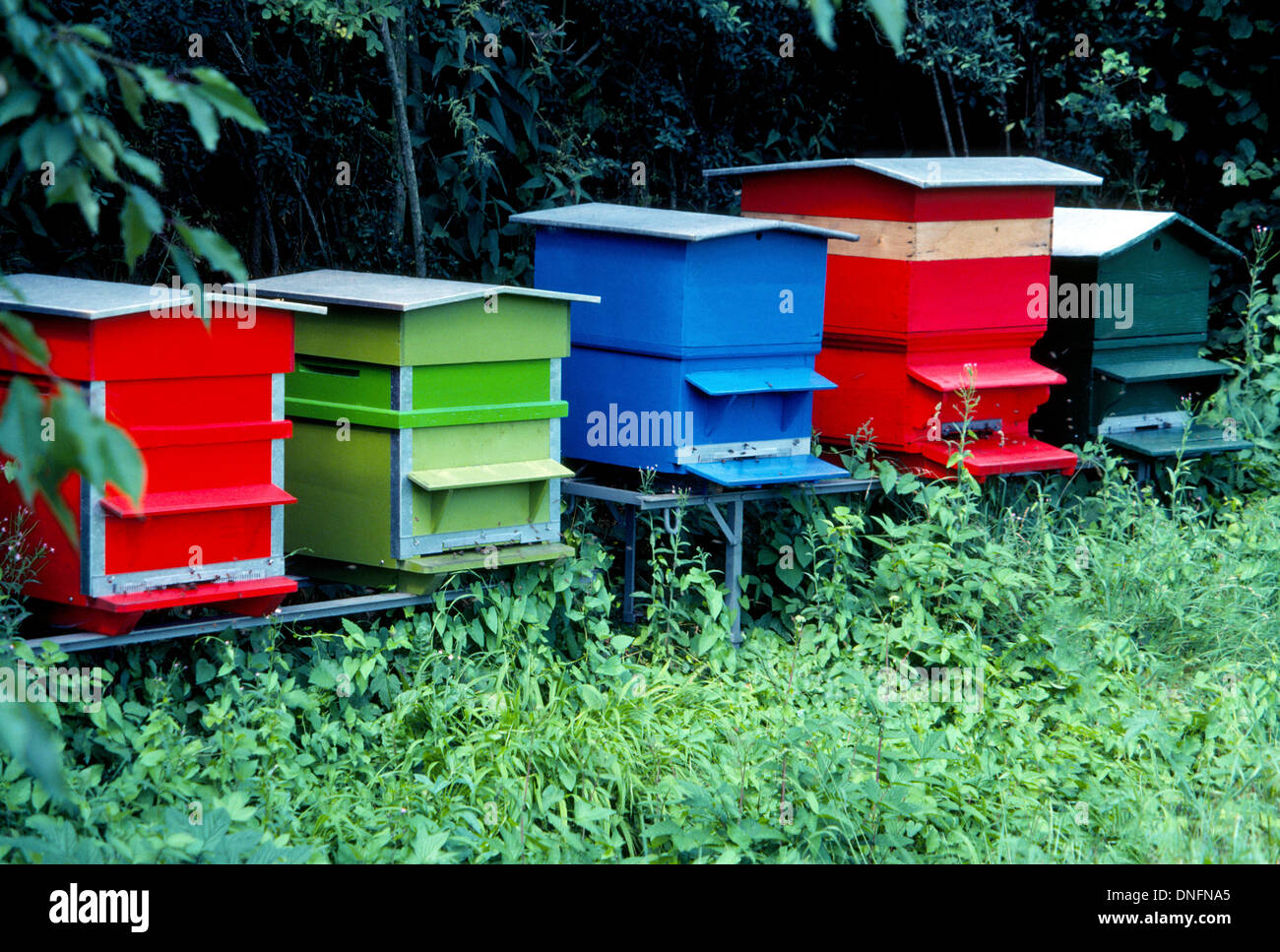 Peints aux couleurs vives, rouge, bleu et vert les ruches en bois sont conservés sur une ferme Suisse maison d'abeilles qui produisent du miel et polliniser les cultures voisines. Banque D'Images