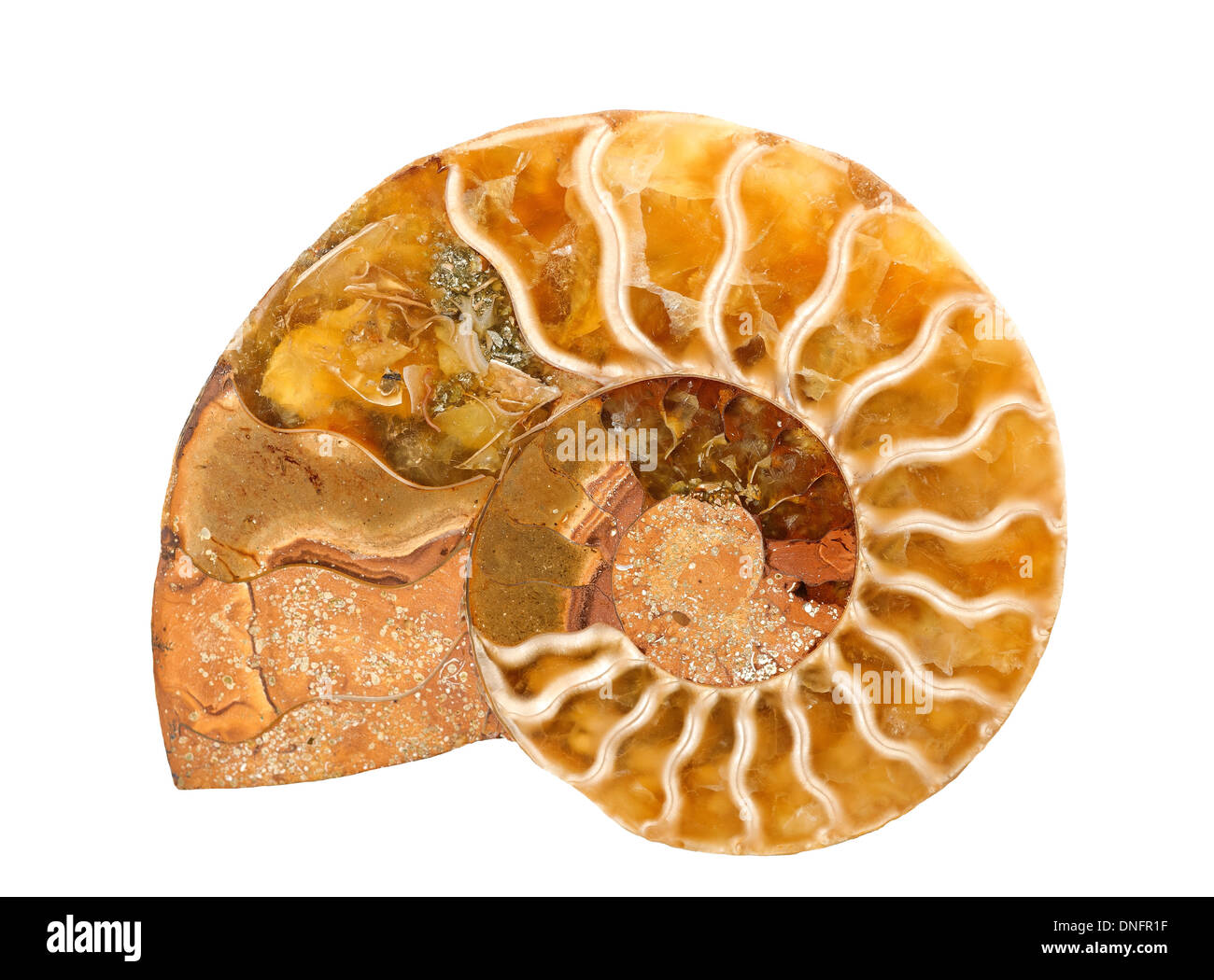 Pierre d'ammonites isolated on white Banque D'Images