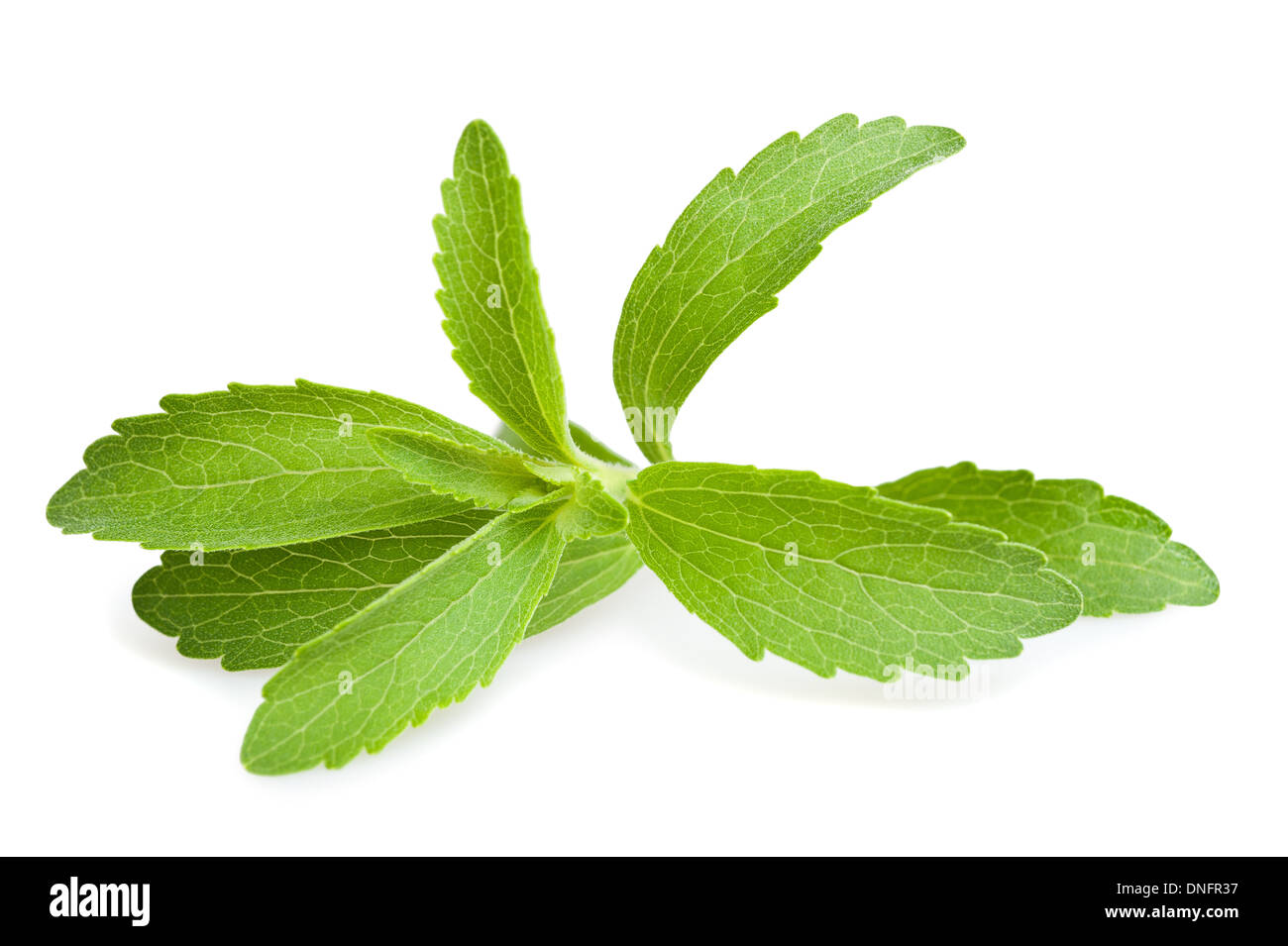 Les feuilles de Stevia isolated on white Banque D'Images