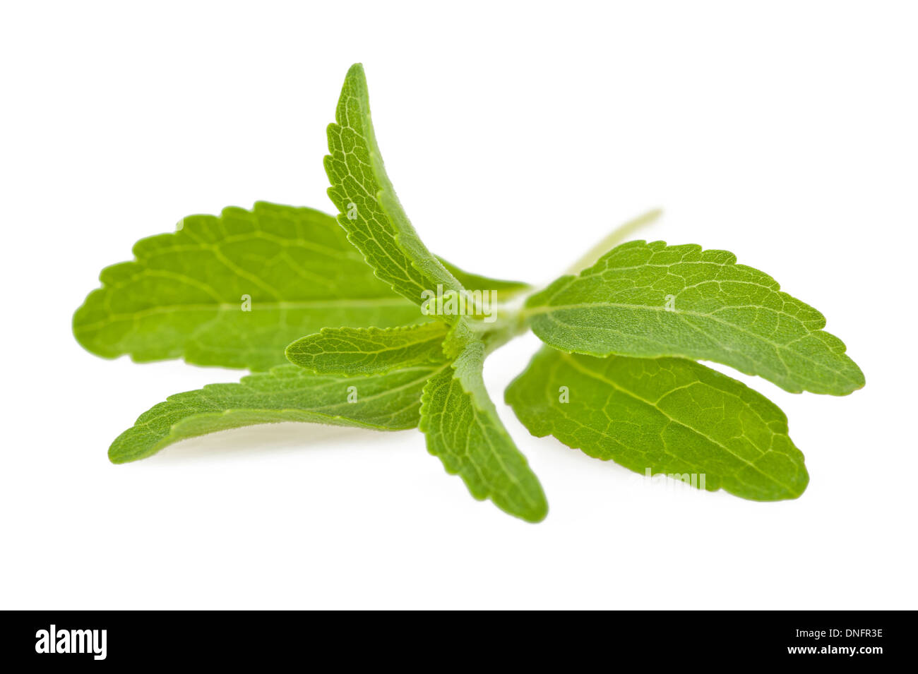 Les feuilles de stevia rebaudiana isolated on white Banque D'Images