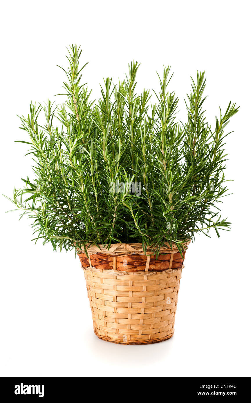 Rosemary plant in vase isolé sur fond blanc Banque D'Images