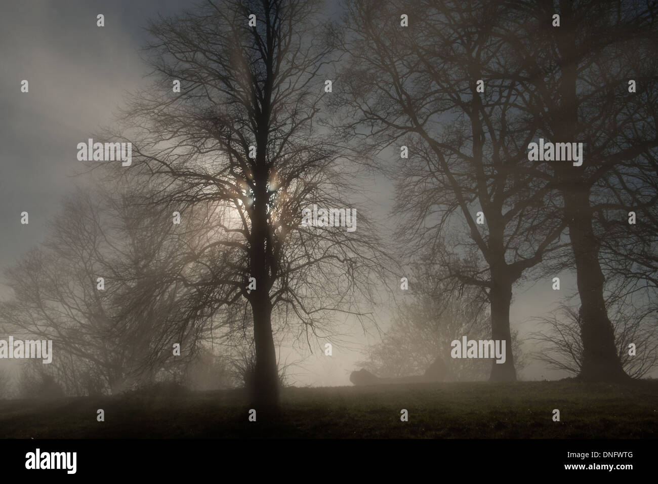 Lumière du soleil à travers le brouillard et les arbres, Worcs Malvern Royaume-uni Banque D'Images