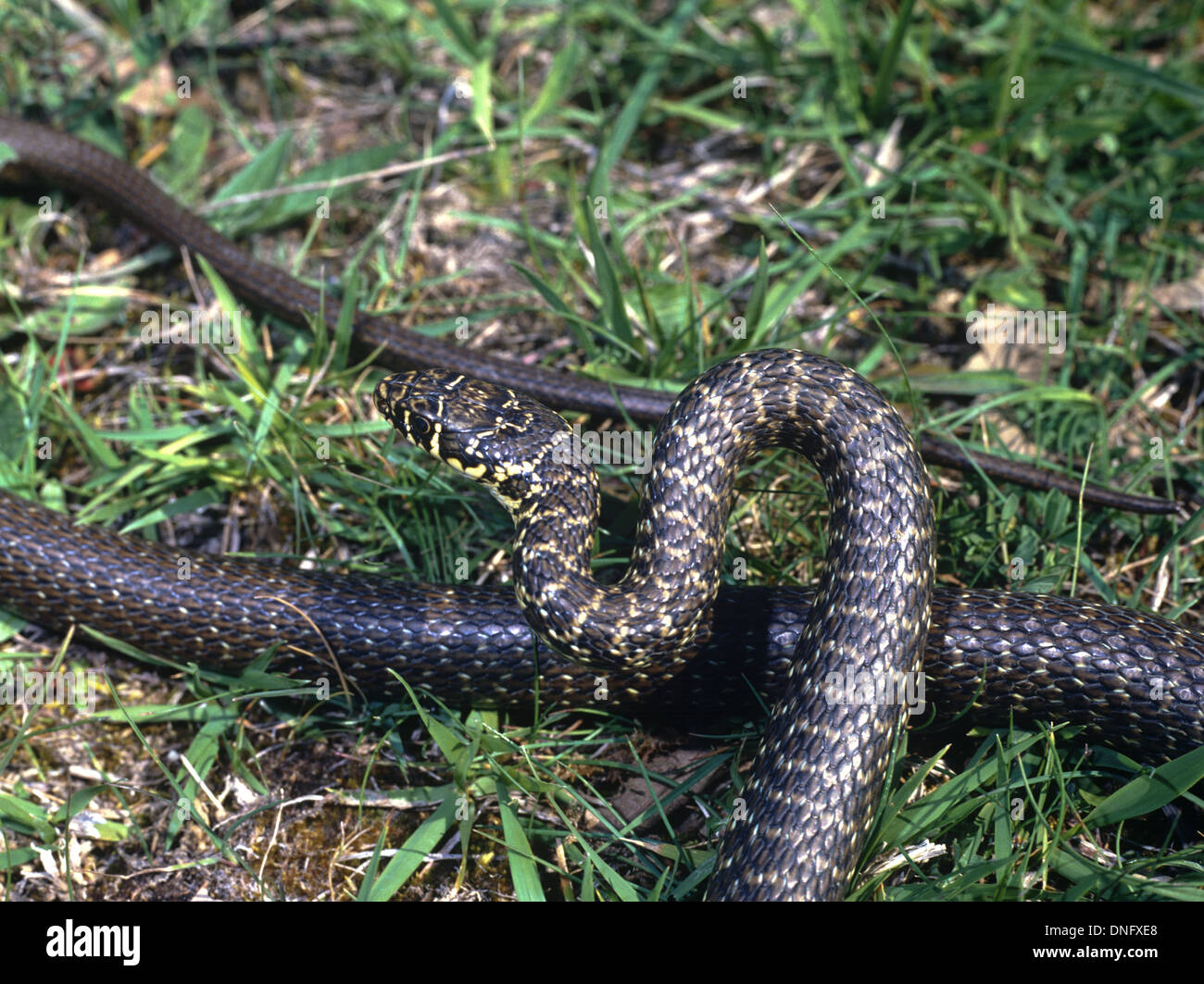 Whip de l'Ouest Serpent. Hierophis viridiflavus adulte seul serpent. Italie Banque D'Images