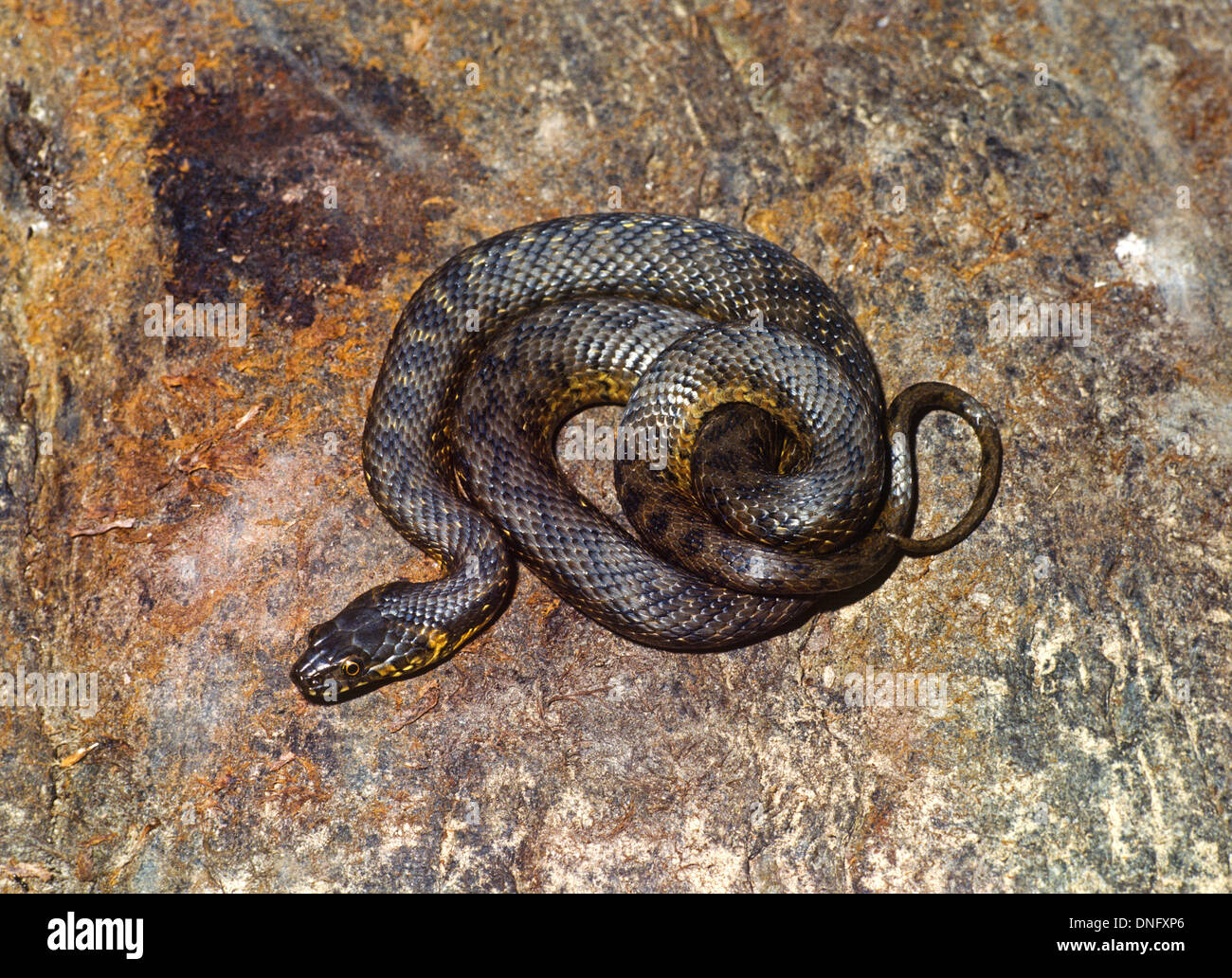 La couleuvre Viperine Natrix maura adulte seul enroulé sur une roche. Espagne Banque D'Images