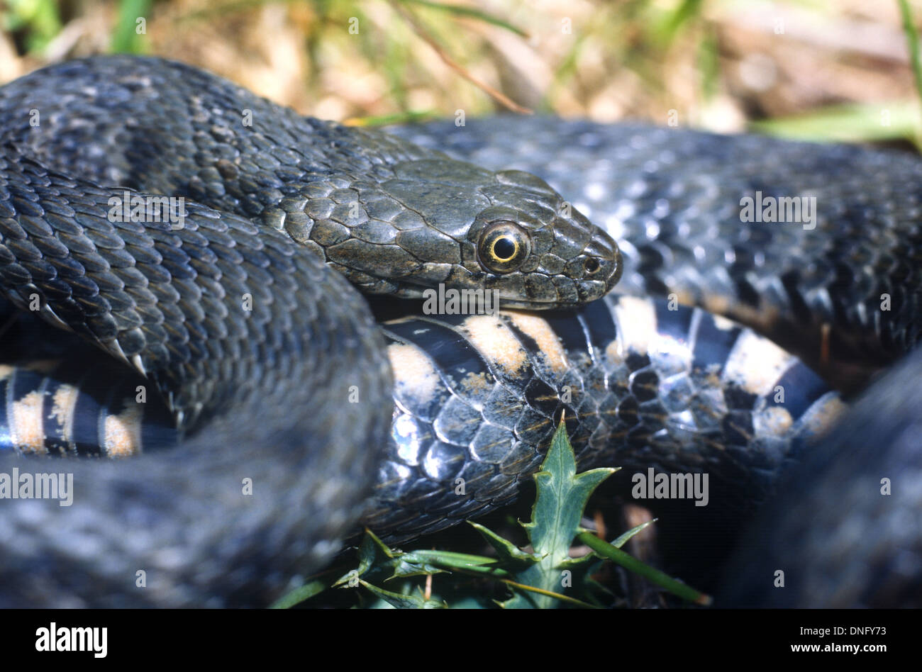 Serpent Natrix tessalata dés. Italie Banque D'Images