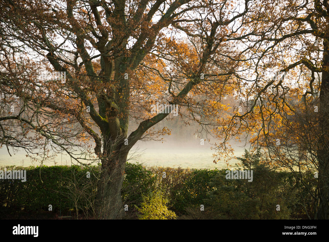 Scène d'automne dans le West Sussex, England, UK Banque D'Images