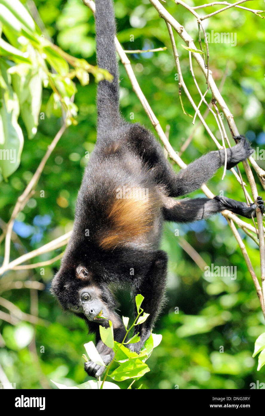 Un singe hurleur fuligineux (Allouata palliata) se bloque par sa queue préhensile et stuff sa bouche avec des feuilles. Banque D'Images