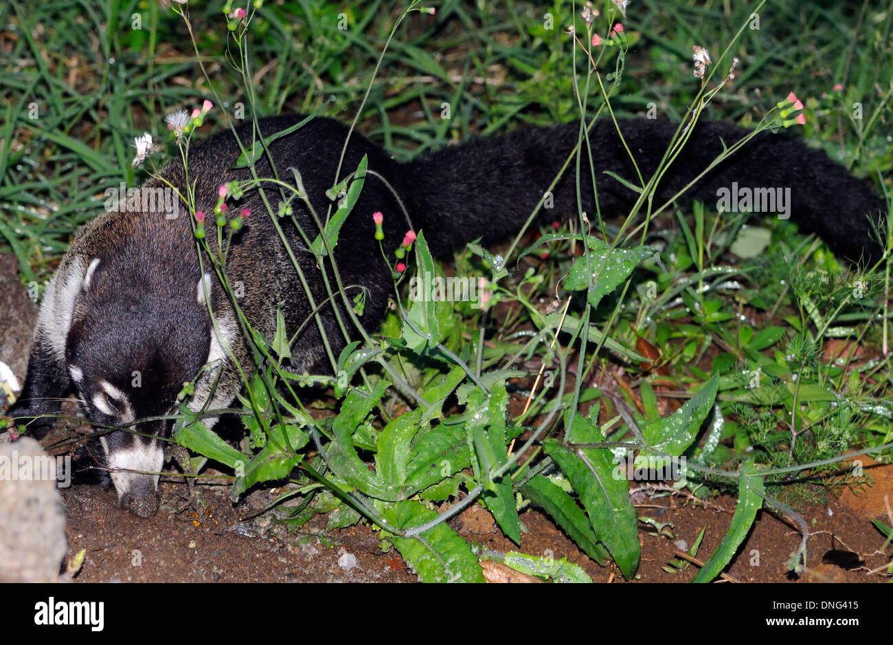 Un homme seul Coati à nez blanc (Nasua narica) ou Coatimundi fourrages pour invertibrates. Monteverde. Costa Rica. Banque D'Images