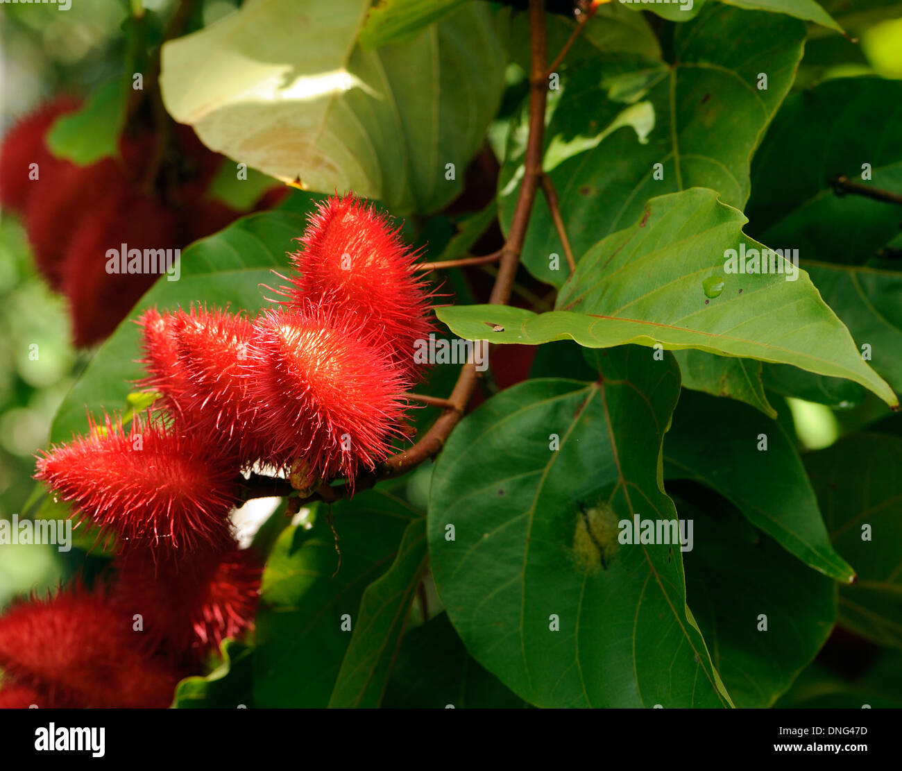 Les fruits d'un rouge à lèvres hérissés d'arbres ou d'achiote (Bixa orellana). Tortuguero, Parc National de Tortuguero, Costa Rica Banque D'Images