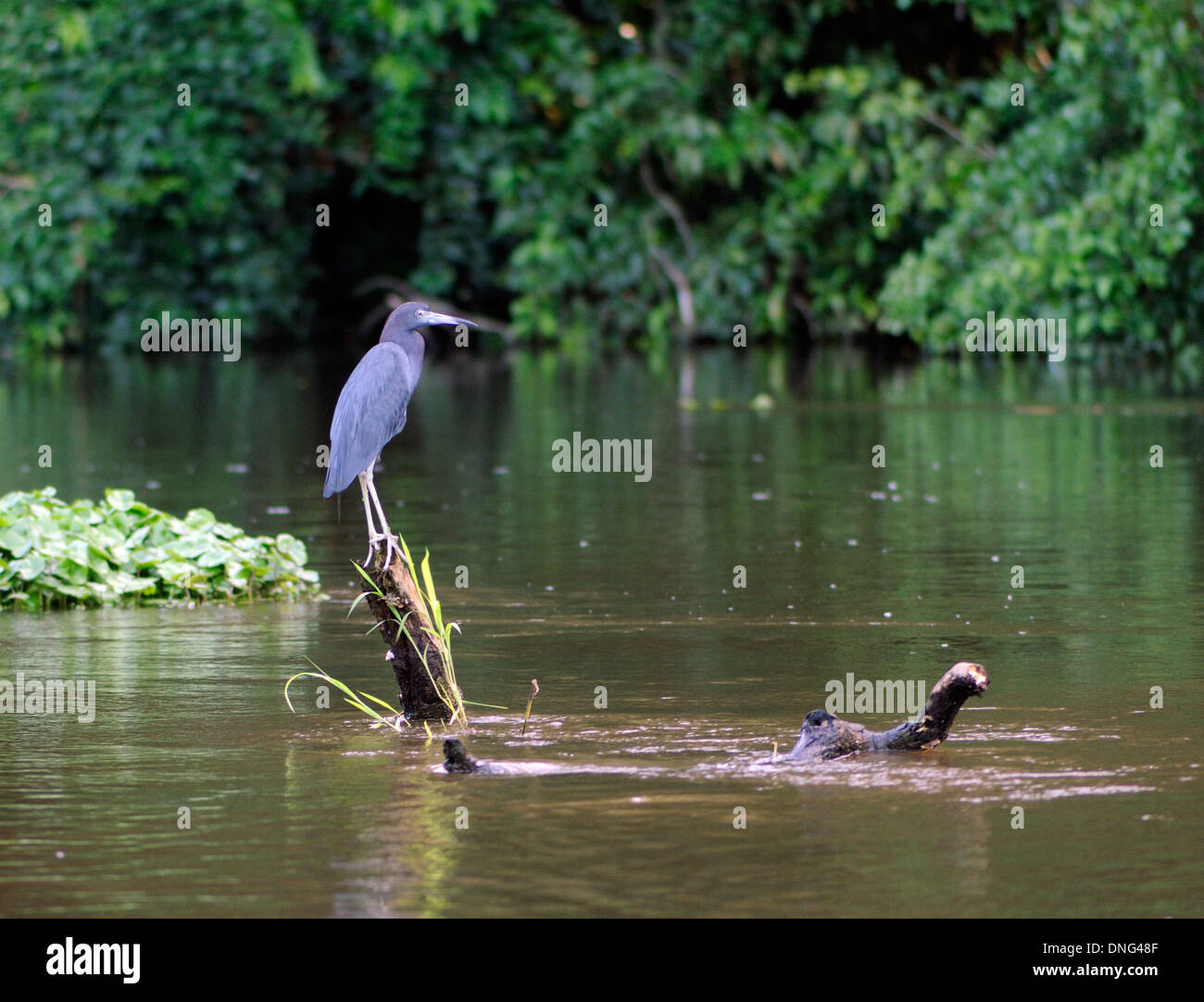 Un little blue heron (Egretta caerulea) est perché sur un journal dans la rivière de Tortuguero. Parc National de Tortuguero, province de Limón, Costa Rica. Banque D'Images