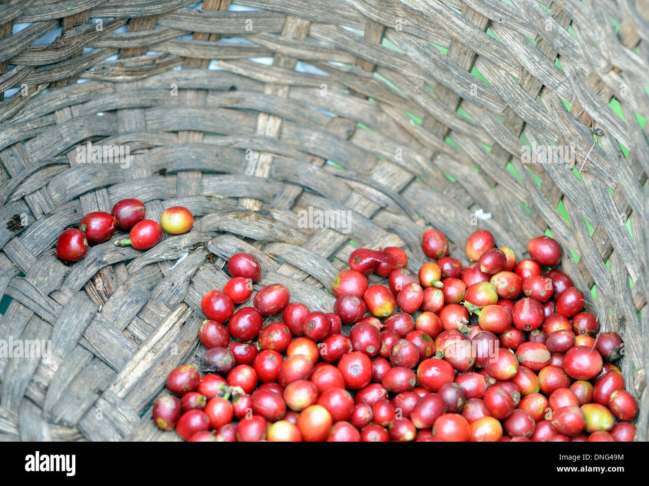 Venu du café (Coffea arabica) fruits, baies, cerises se situent dans le fond d'un panier de cueillette. Santa Elena, Costa Rica. Banque D'Images