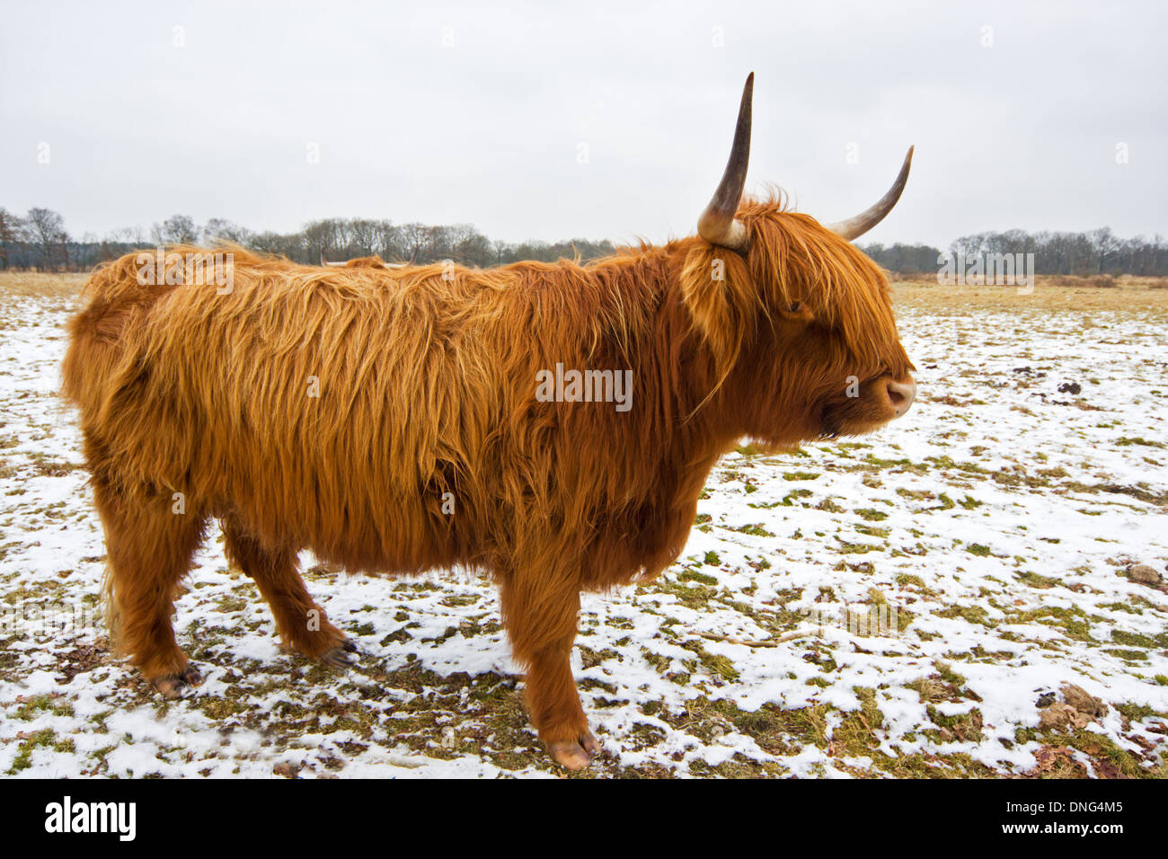 Taureau Highland Banque D'Images