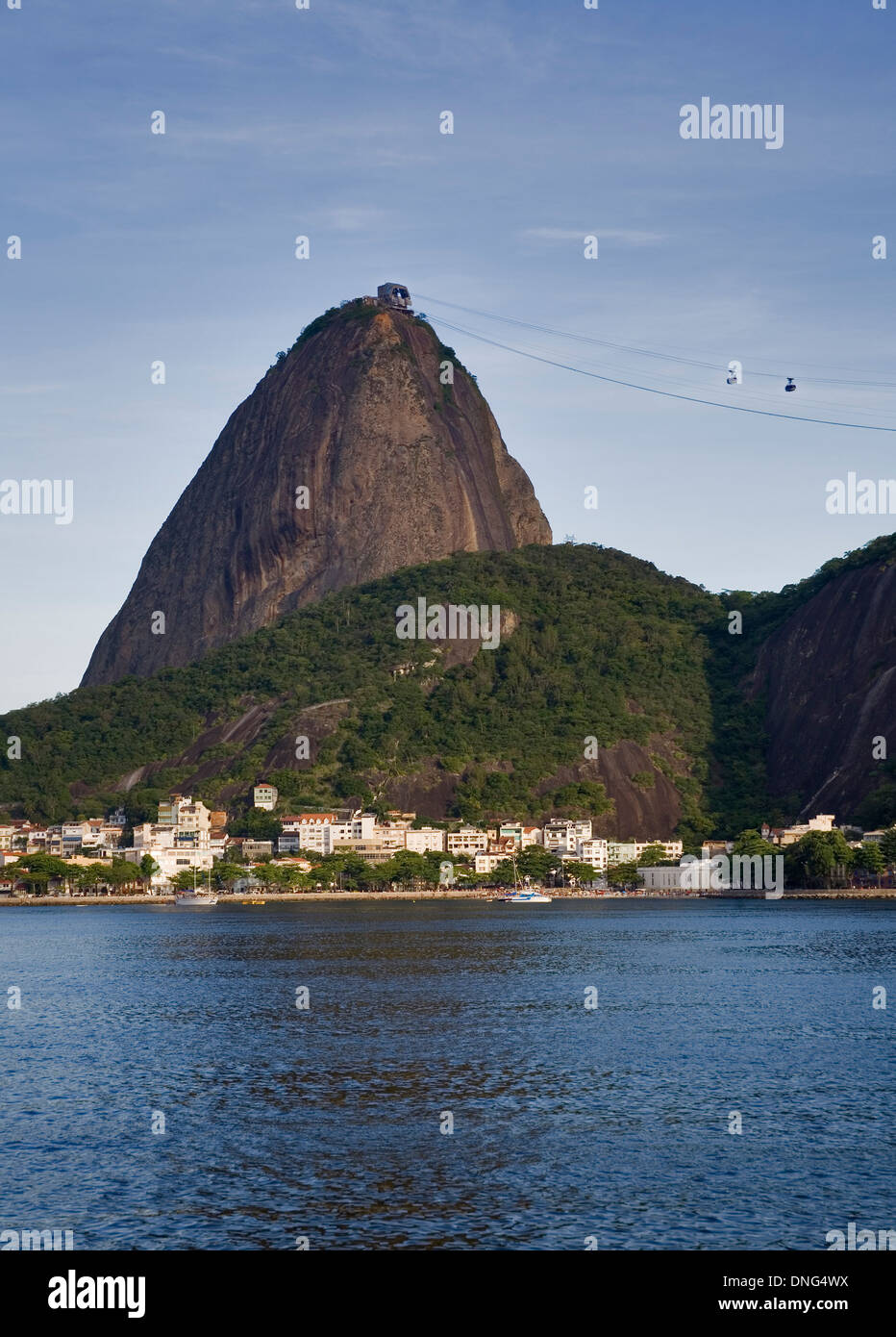 Avis de suga miche à Rio de Janeiro. Brésil. Banque D'Images