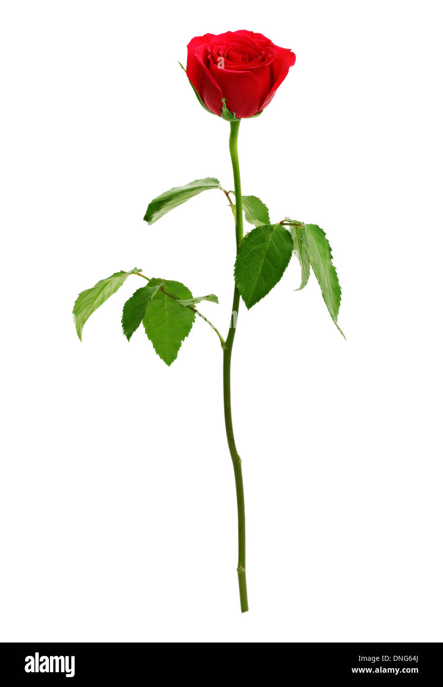 Rose rouge Banque D'Images