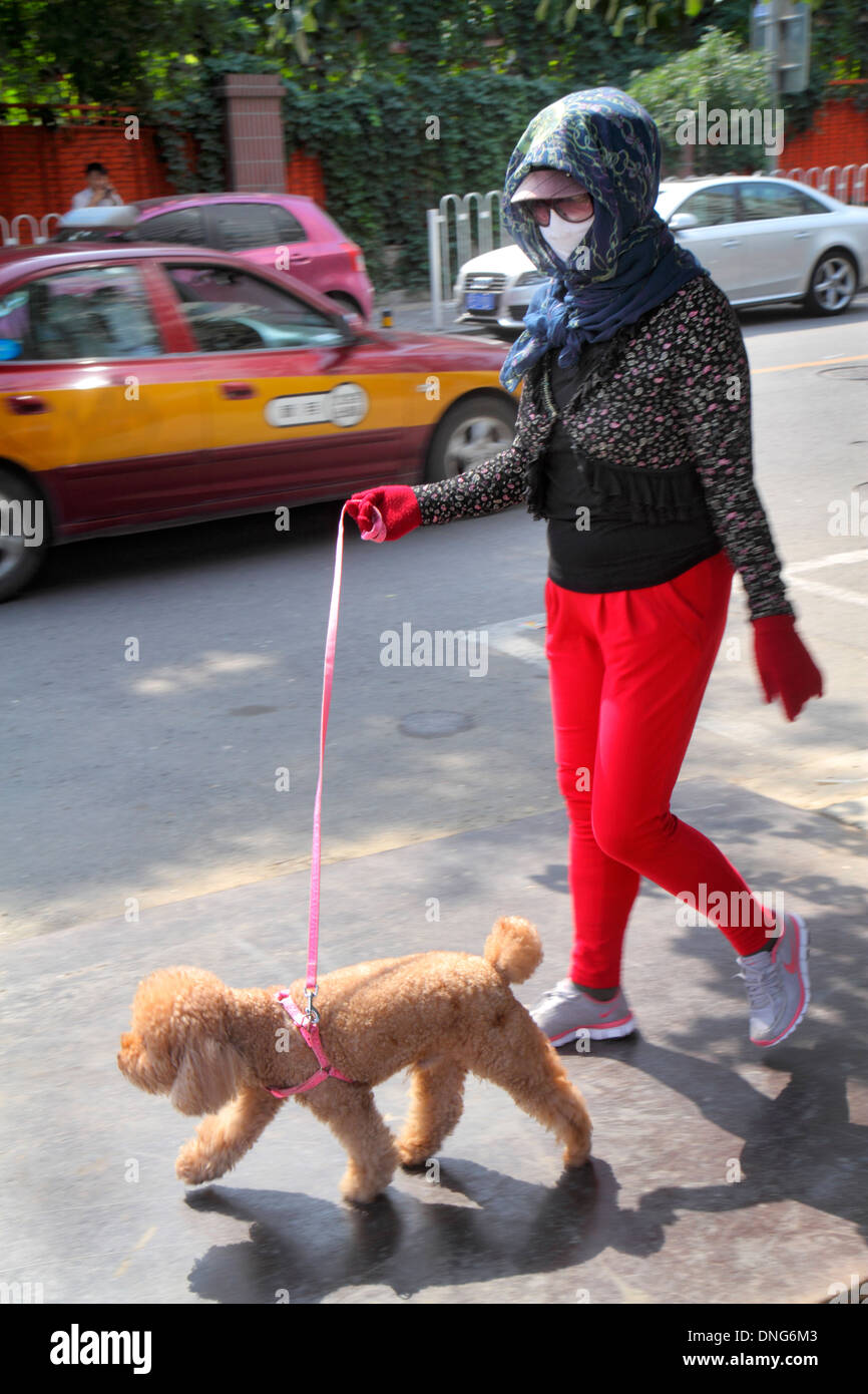 Beijing Chine,Chinois,Chaoyang District,Panjiayuan,adulte asiatique,adultes,femme femme,chien de marche,laisse,animal,piodle,port masque facial,China130918617 Banque D'Images