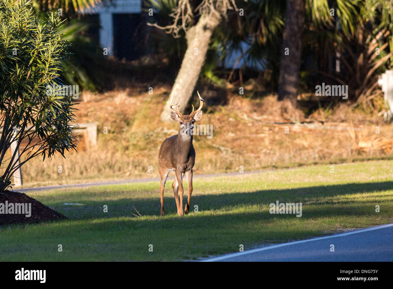 Les cerfs en liberté le long d'une route passagère sur Fripp Island, SC. Banque D'Images