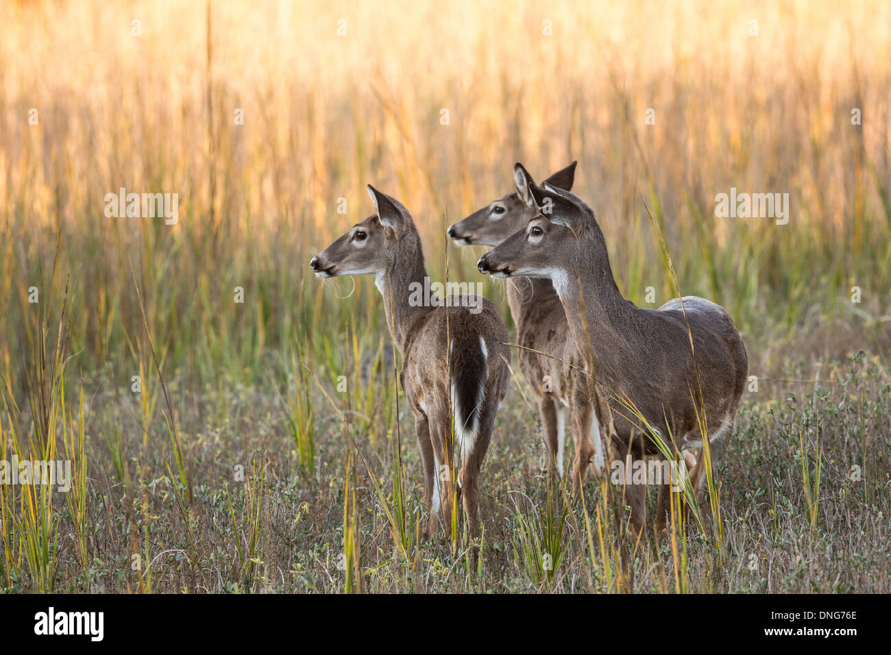 Deer se rassemblent le long de l'étang au coucher du soleil sur l'île de Fripp, SC. Banque D'Images