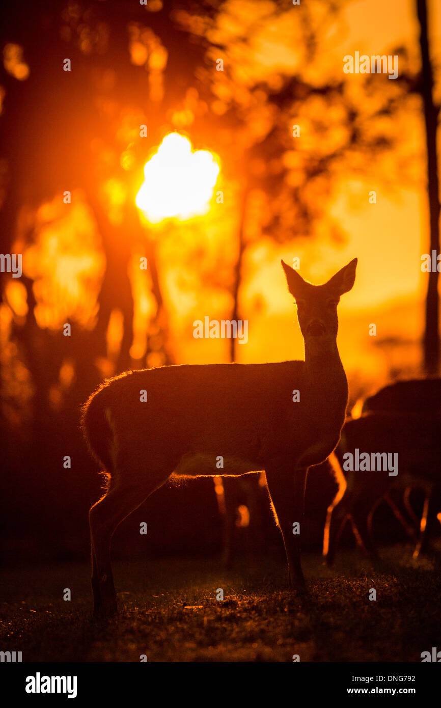 Deer se rassemblent le long de l'étang au coucher du soleil sur l'île de Fripp, SC. Banque D'Images
