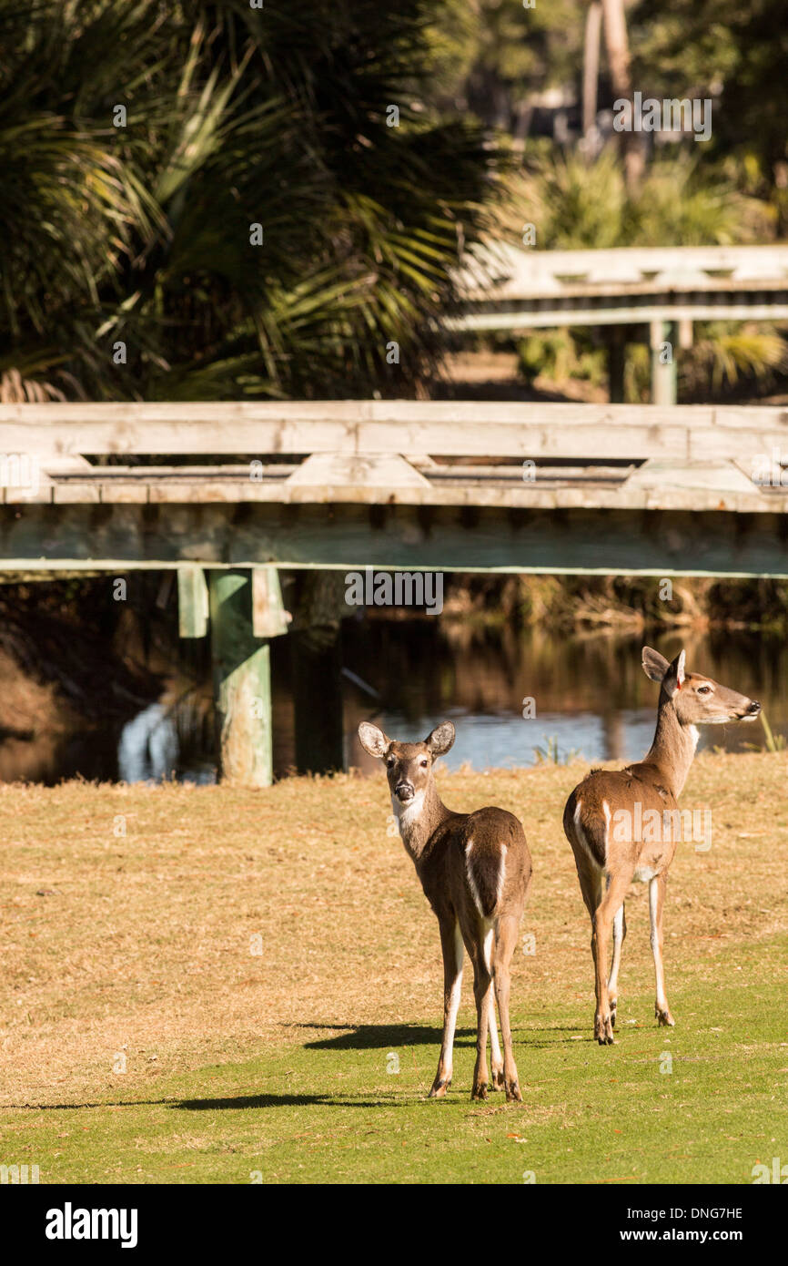 Deer se rassemblent le long de l'océan Creek Golf Course sur Fripp Island, SC. Banque D'Images