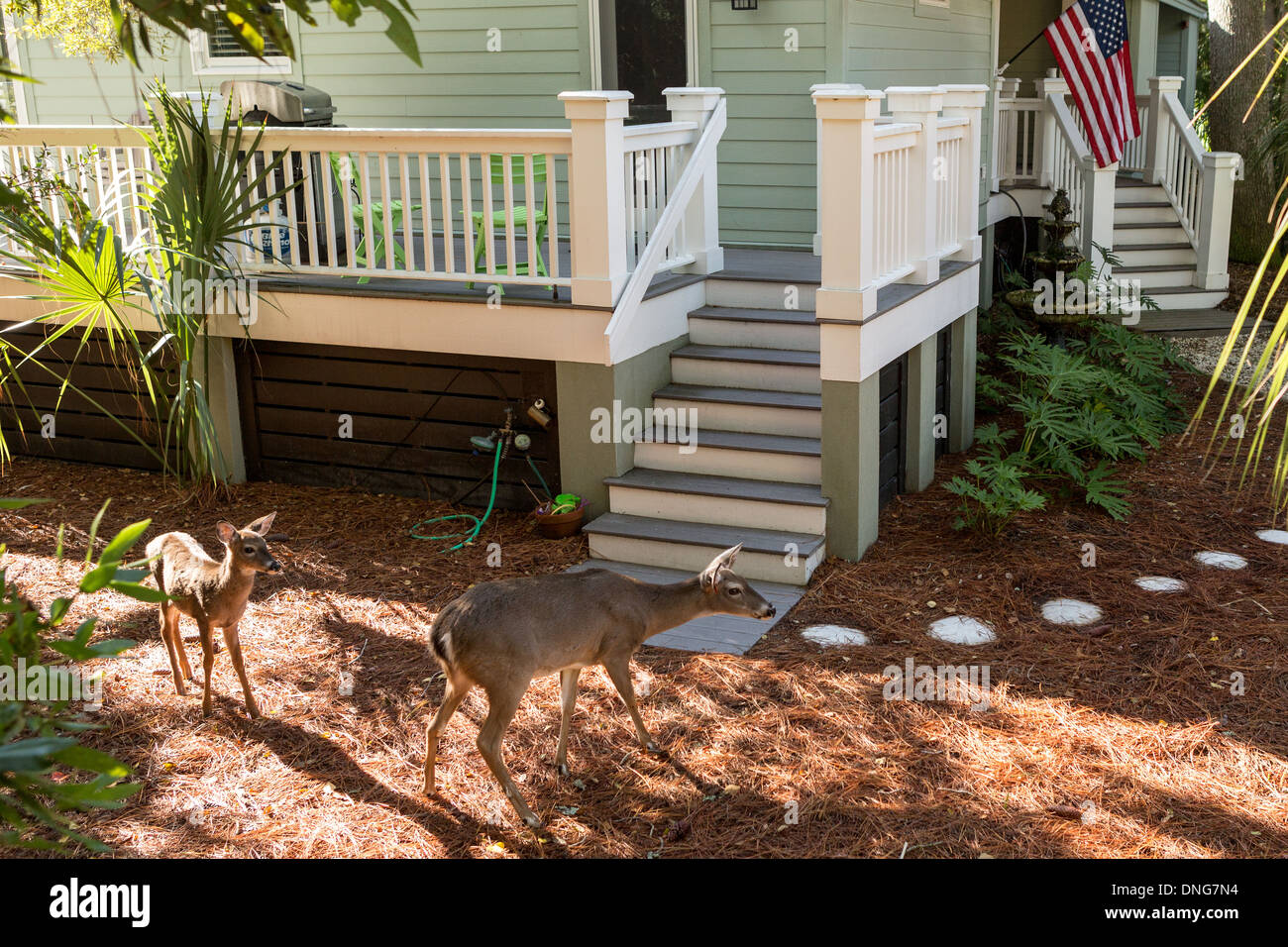 Deer errent librement sur une résidence Fripp Island, SC. Banque D'Images