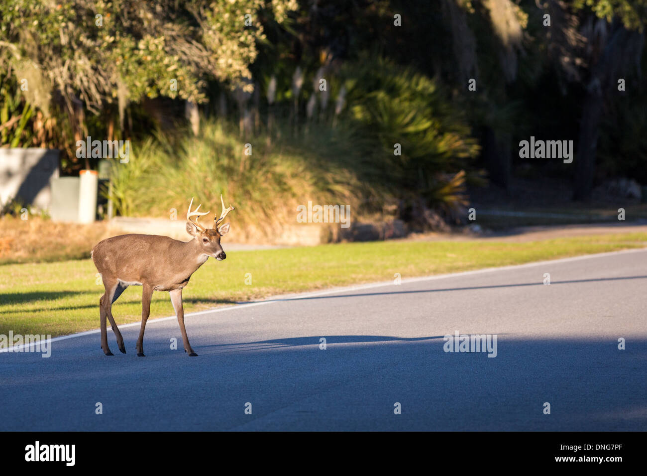 Un cerf traverse une route de Fripp Island, SC. Banque D'Images