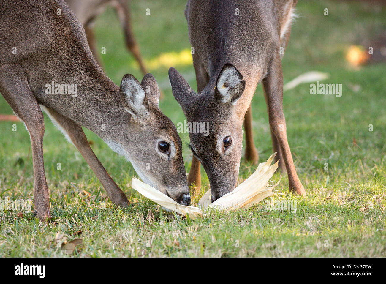 Les cerfs mangent maïs laissé par un résident à Fripp Island, SC. Banque D'Images