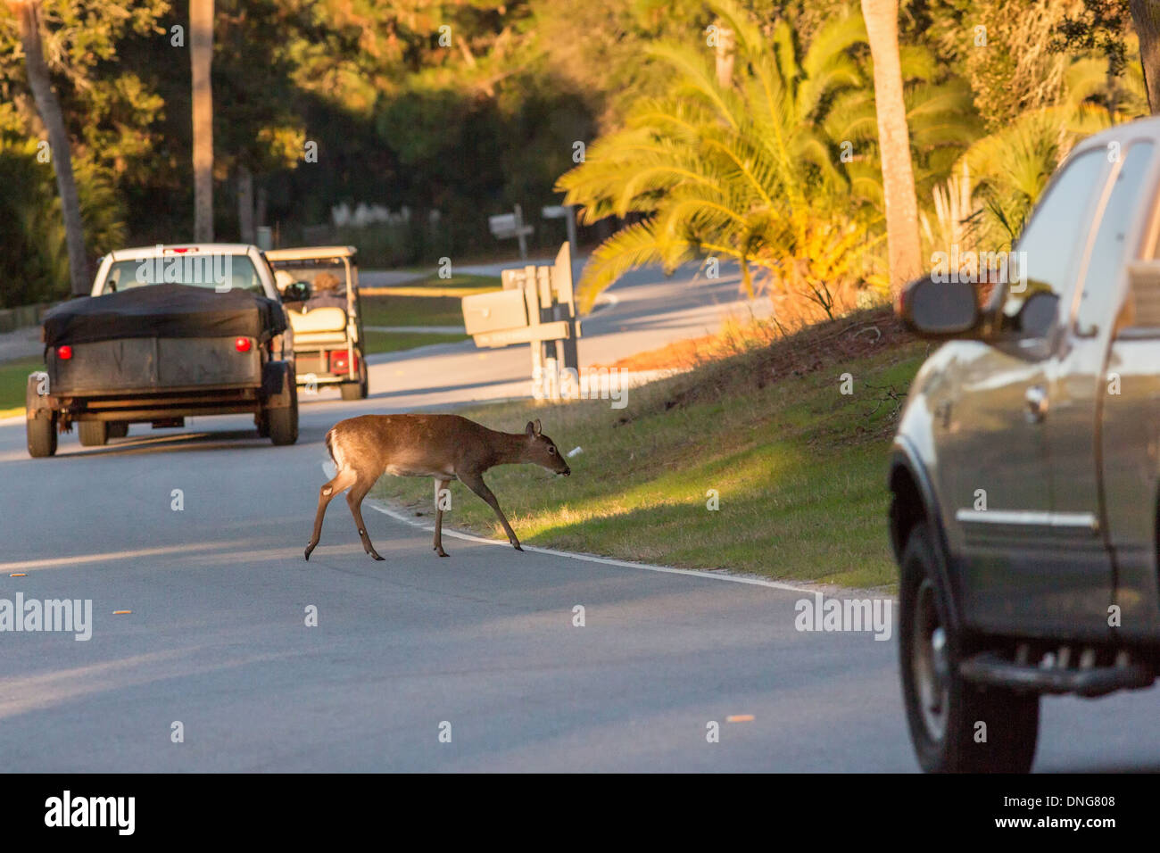 Un cerf traverse une route de Fripp Island, SC. Banque D'Images